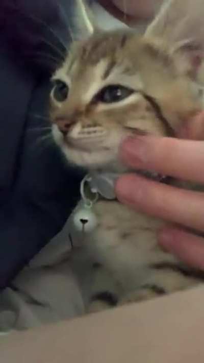 Rescue kitten!