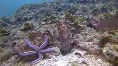 On occasion an Octopus will punch a fish for no other reason than spite.