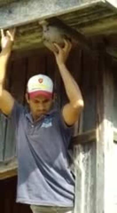 Hornet nest removal, Brazilian style.