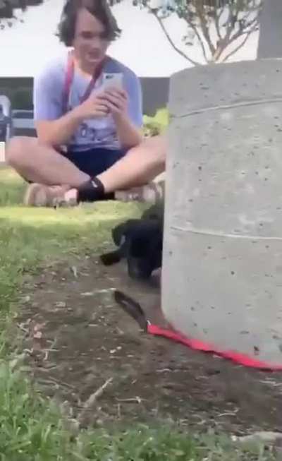 Pups are truly amazing