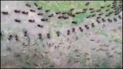 Termites and Ants, both protected by a row of their soldiers in a stand-off, without fighting