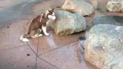 Doggos first bidet.