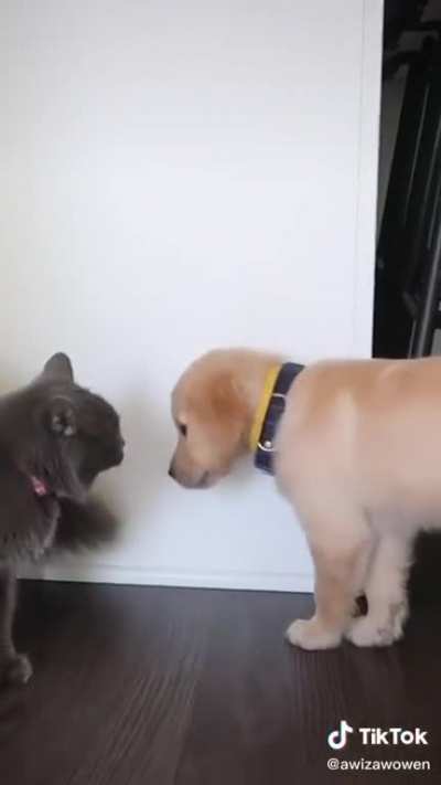 Proof that dogs and cats can get along