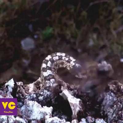 ? The aptly named Spider-Tailed Horned Viper. Native to Iran