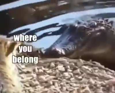 Cat slaps every animal on earth