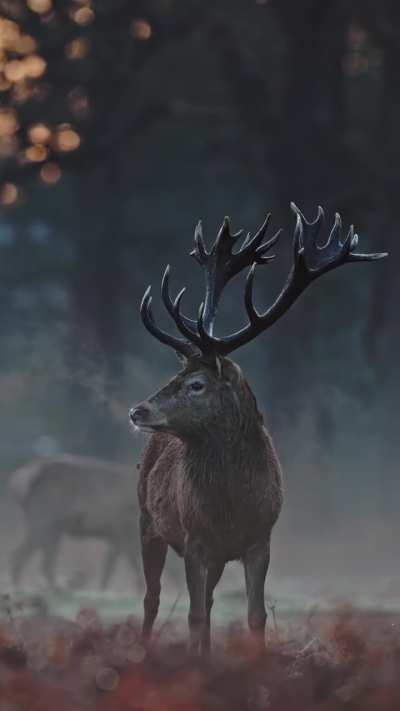 ?Stags in the early morning winter light [OC]