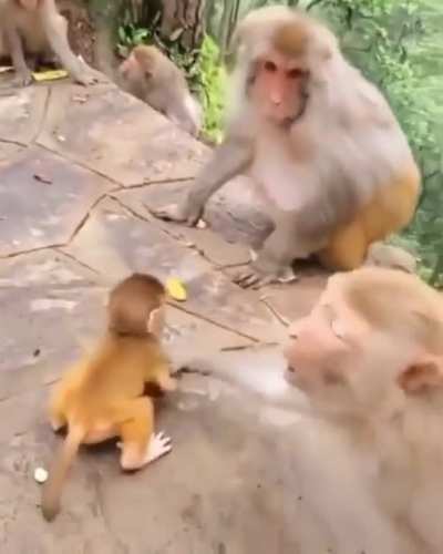 ? Mama to the rescue! Baby monkey gets shoved by an adult monkey.