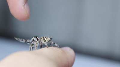 ? Penelope the hyllus giganteus wants upsies.