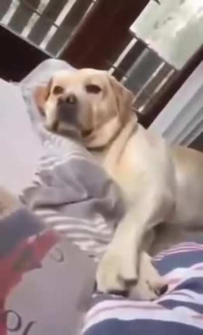 Anti work doggo???