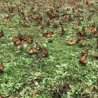 ? Monarch Butterfly Migration