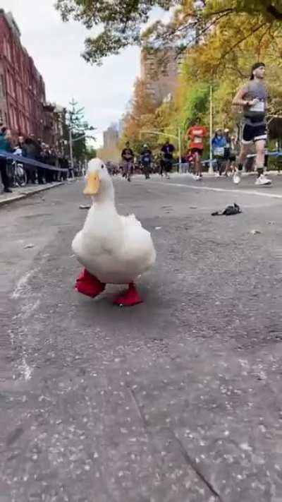 Proud partici-quack of the NYC Marathon