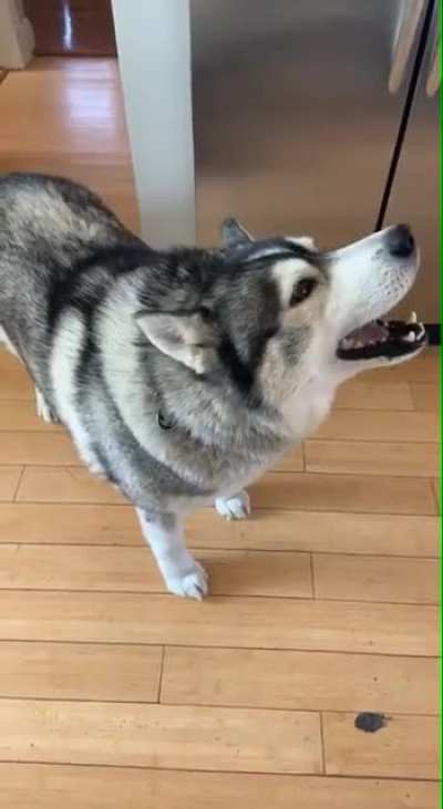 Daddy went outside without me ? ?