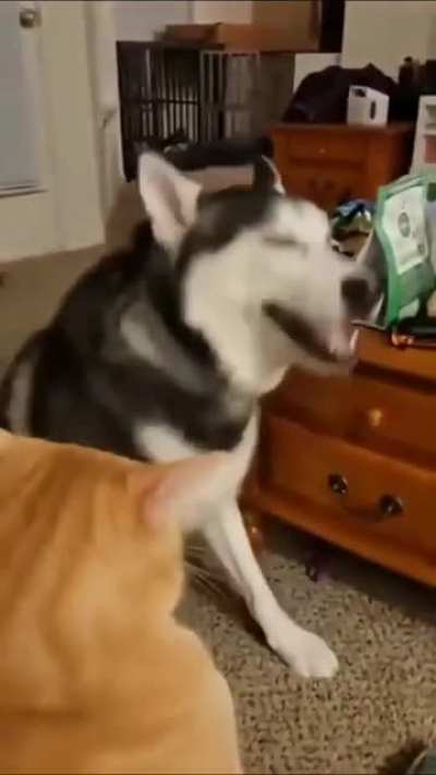 Heckin' Sneezy Boi