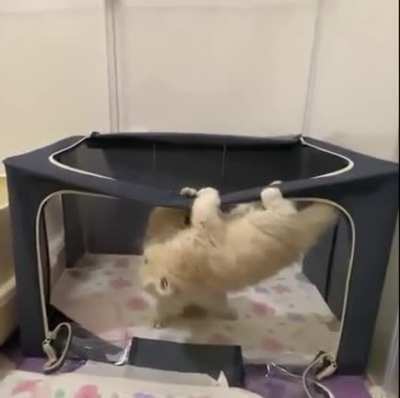 Cat.