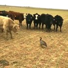 ? Cows Trying To Scare A Canada Goose