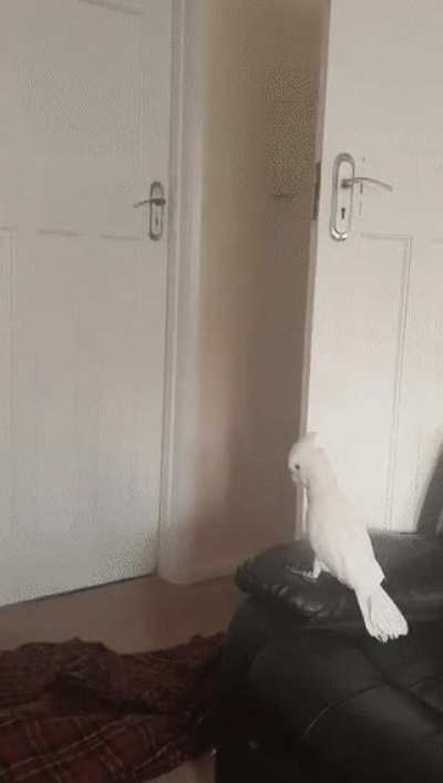 The bird's reaction
