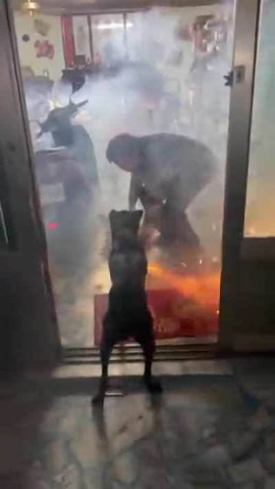 Dog & firecracker = CHAOS