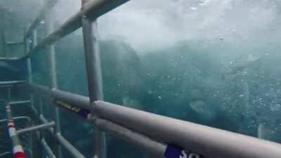 ? Great White Shark rams into diver cage in South Australia