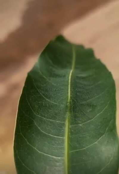 ?The Common Baron Caterpillar