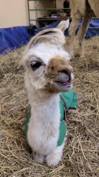 ? baby lama ?