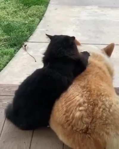 Come here.. lemme pet you ?