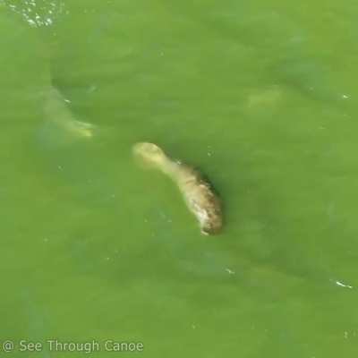 The Odd Pod. A Manatee Adopted by a Pod of Dolphins