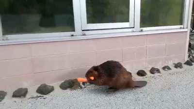 ? Father beaver carrying carrots for its family