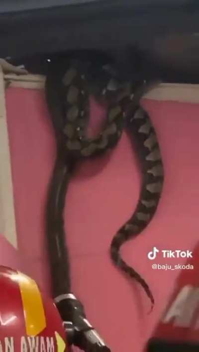 WCGW when you try to catch a snake.