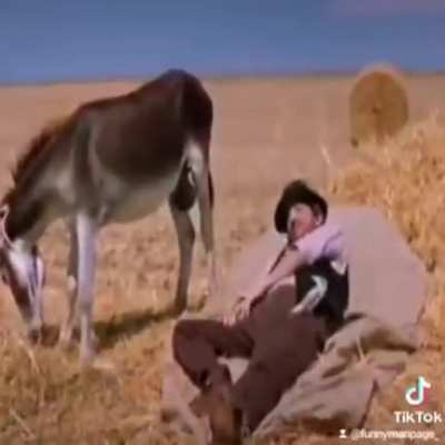 How to check the time by touching a donkey's balls