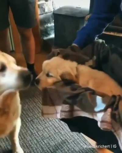 The best big brother