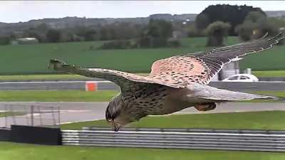? Falcon in Hunting Mode Unfazed by Strong Winds