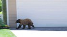 Bear and man spook each other