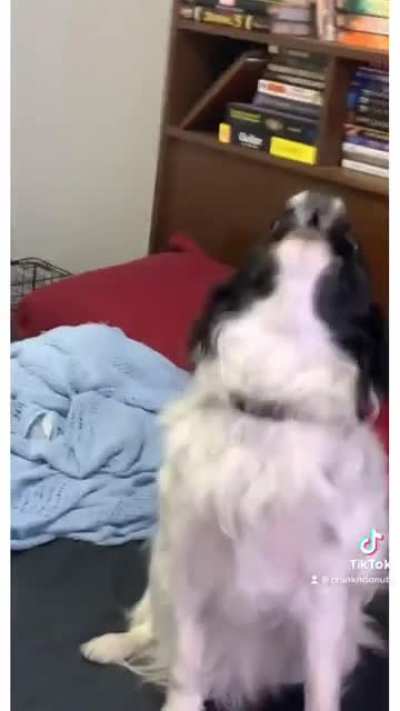 my dog ?