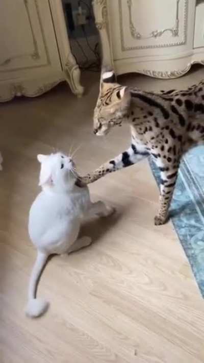 Cat greetings are just amazing.