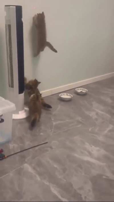 Spider-Cat defying gravity