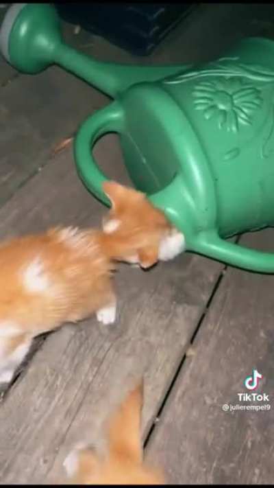Clown car watering pitcher