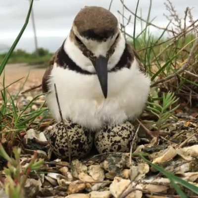 ? Wilson's Plover keeping her eggs warm