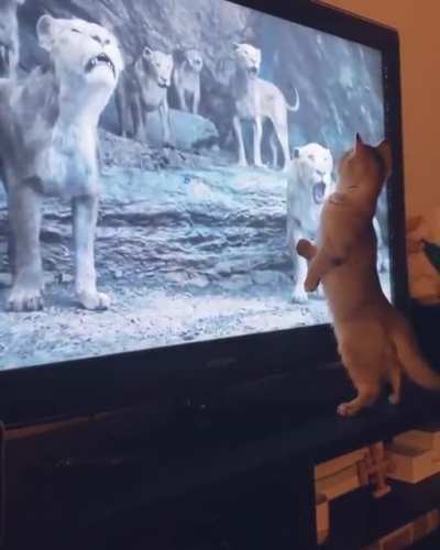 cat.exe has crashed