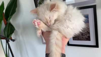 She fell asleep in the palm of my hand