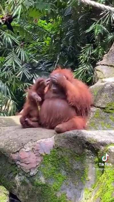 Someone dropped their glasses in an Orangutan enclosure, and an Orangutan starts wearing them