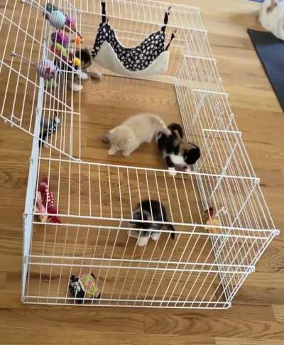 Kittens trying to walk on new texture ?