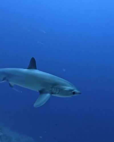 ?The pelagic thresher (Alopias pelagicus)