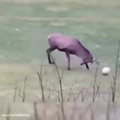 a very talented deer