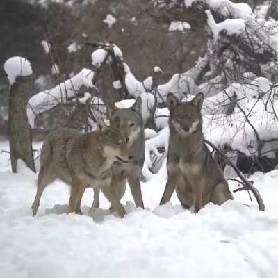 ? With only 14 red wolves left in wild. this fun loving pack is the future of the species..