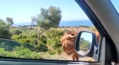 Asking a local cow for directions....and getting a correct answer.