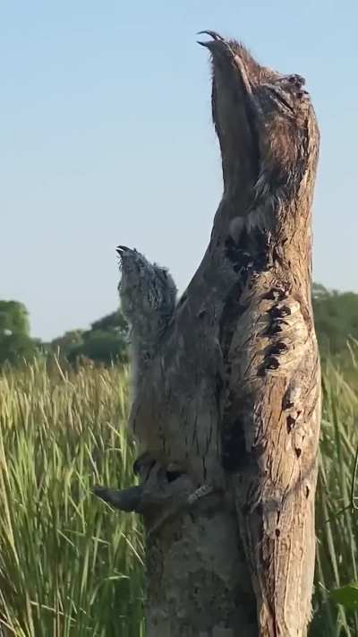 ? Camouflage of a Potoo bird and it's chick