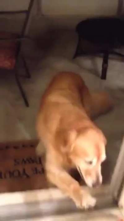 Bro ran into a glass door once and now has trust issues ??