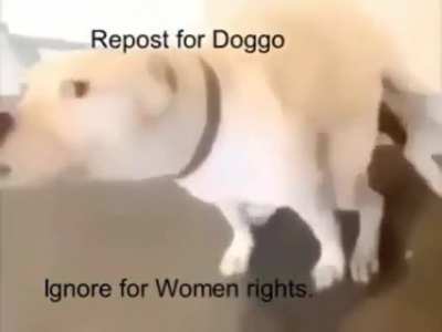 Doggo is cooler ?