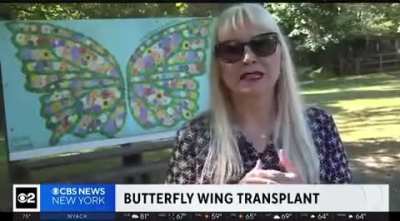 Woman gives butterfly a wing transplant ?