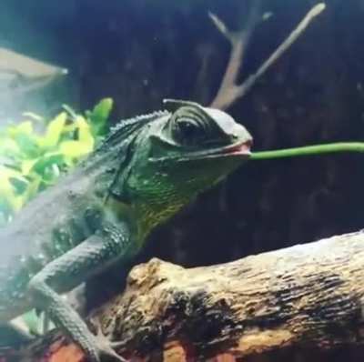 ? The Hump-Nosed Lizard is the only known reptile with movable lips.